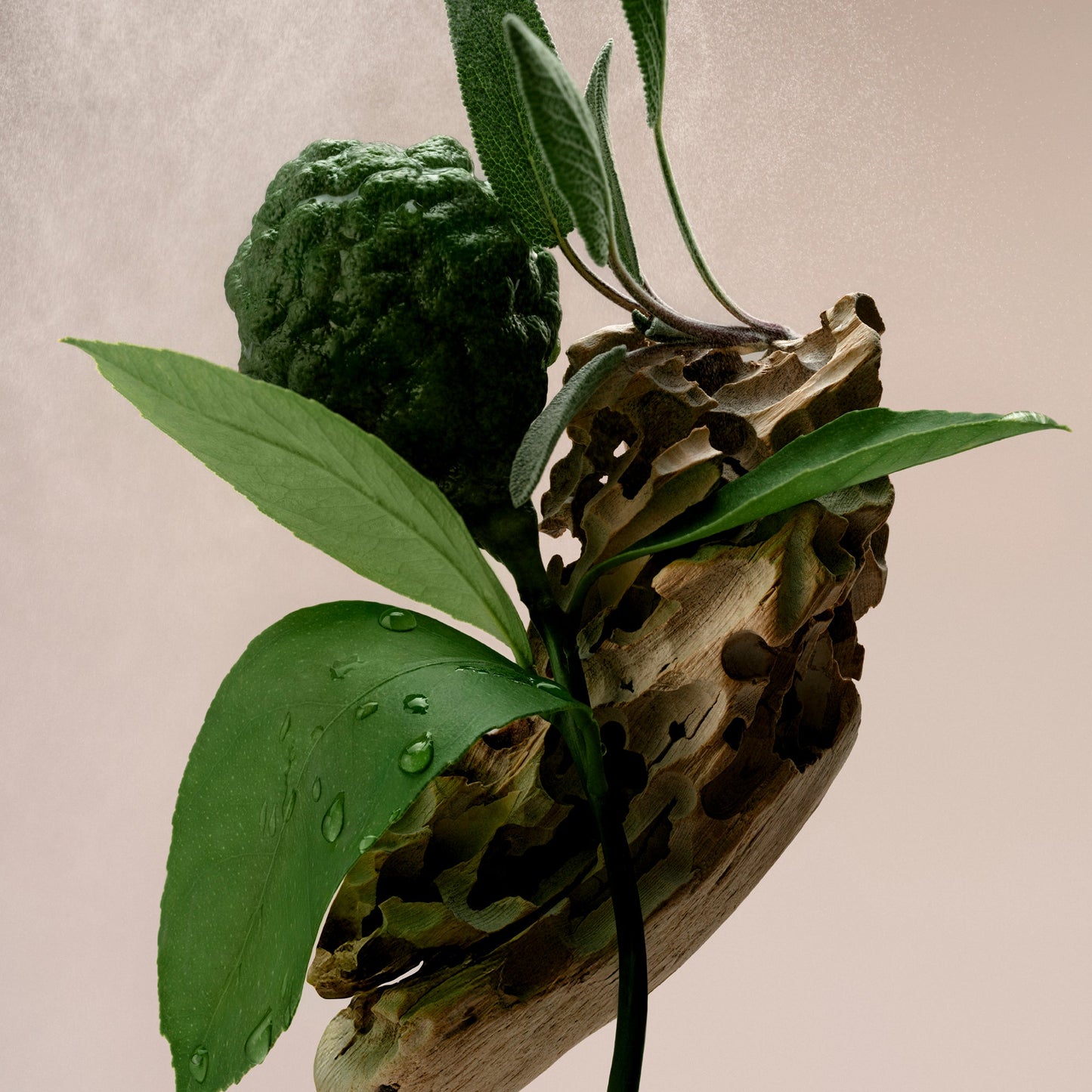 Driftwood - Essentials Set